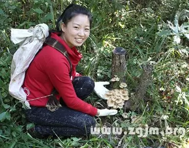 做梦去采蘑菇 梦到下雨天采蘑菇插图