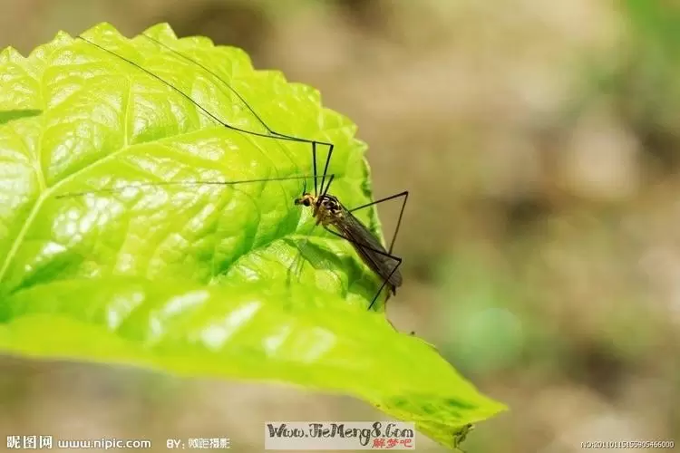 做梦梦见蛾子吃蚊子,梦见被蚊子咬插图