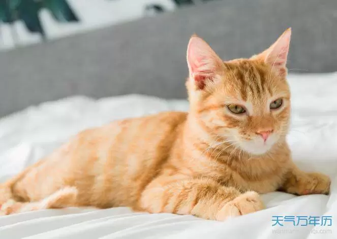 做梦梦到自己打猫猫,做梦梦到猫咬人插图