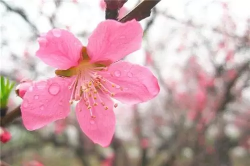 做梦梦到有桃花,梦见桃花是什么征兆插图