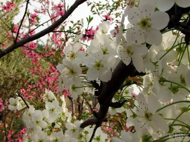 做梦梦见梨花和桃花 做梦梦见梨花和桃花开满树插图