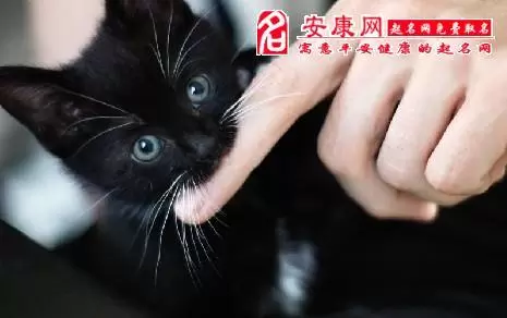 梦见黑猫咬人什么预兆 梦见被一只黑猫咬是什么意思插图