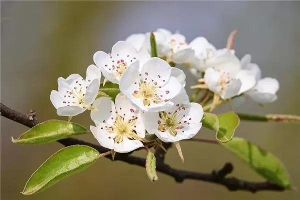 做梦梦见梨花 做梦梦见梨花开了是什么意思插图