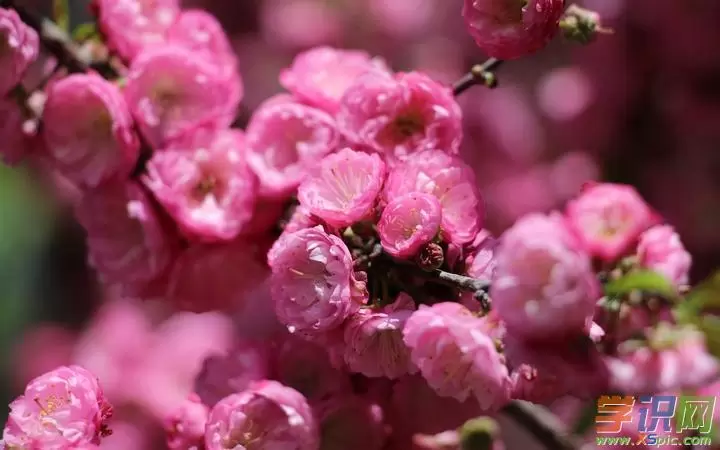 做梦梦到走桃花运,梦见桃花盛开是什么意思插图