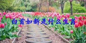 白首如新是什么生肖