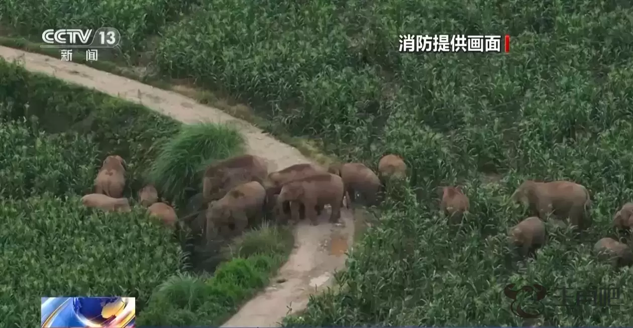 偶遇野生亚洲象“家庭聚餐” 悠闲带娃画面温馨又幸福插图2