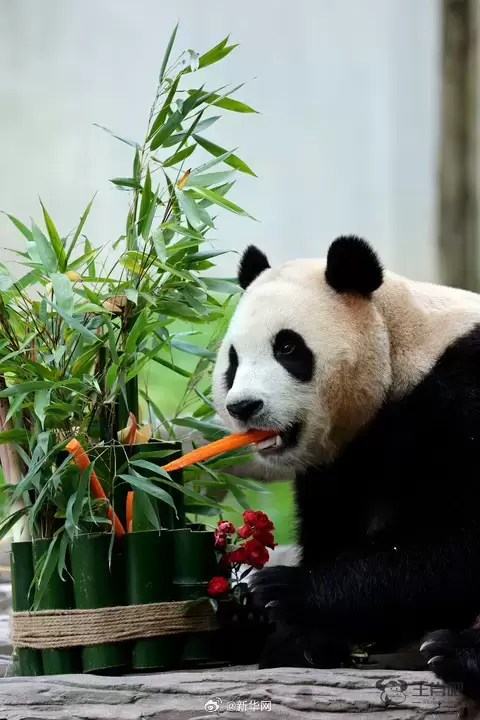 开播就霸榜的吃播博主“福宝”高清壁纸来啦插图