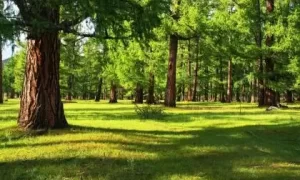 五行缺土缺火的赵姓男孩取名缩略图