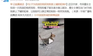 女子为流浪的残疾狗狗装上辅助轮椅 网友：它真的很坚强缩略图