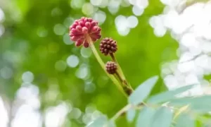 2018年处暑节气出生男孩五行缺金如何起名？处暑有什么习俗？缩略图