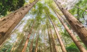 2018年重阳节出生五行缺木女孩起名推荐缩略图