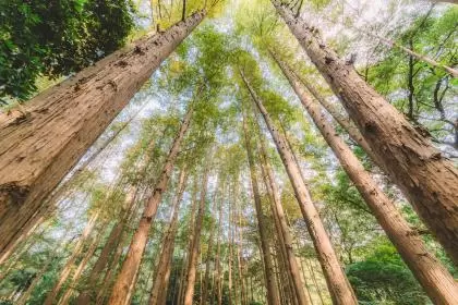 2018年重阳节出生五行缺木女孩起名推荐插图