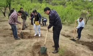 男人梦见栽树是什么意思缩略图