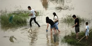 做梦梦见自己喊人抓鱼 梦见自己在河里抓鱼缩略图