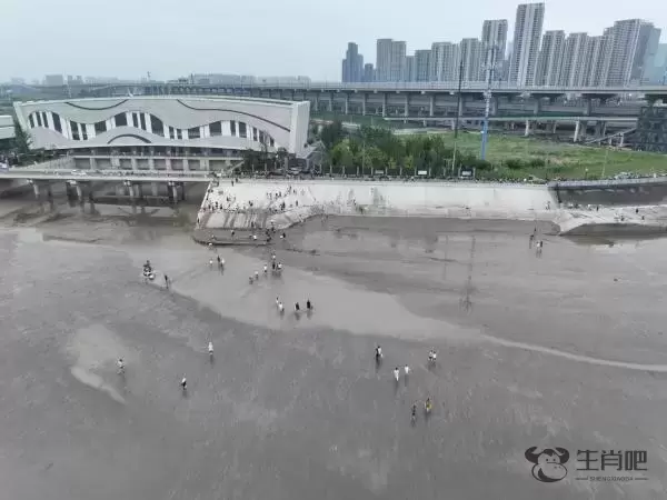 数百人下钱塘江滩涂捞黄蚬，杭州市林水局：危险、切勿下堤插图1