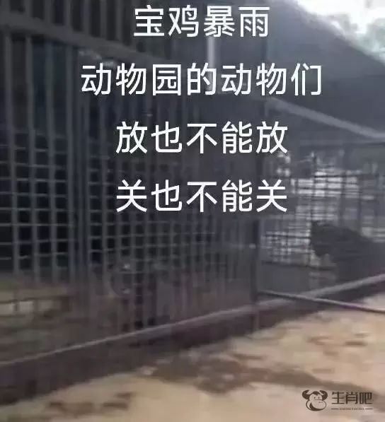 宝鸡暴雨致一动物园被淹，笼中猛兽引网友担忧，回应：有动物被淹死插图