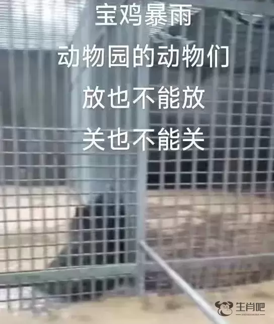 宝鸡暴雨致一动物园被淹，笼中猛兽引网友担忧，回应：有动物被淹死插图1