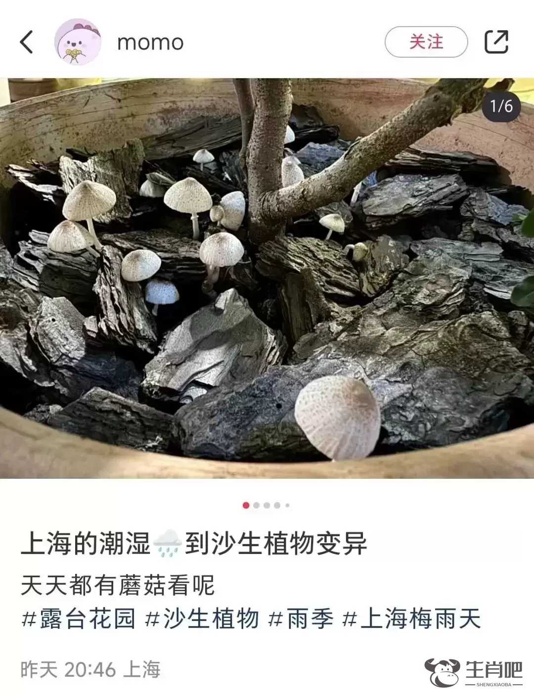 近期暴长！上海网友都在晒！发出灵魂二连问，紧急提醒插图