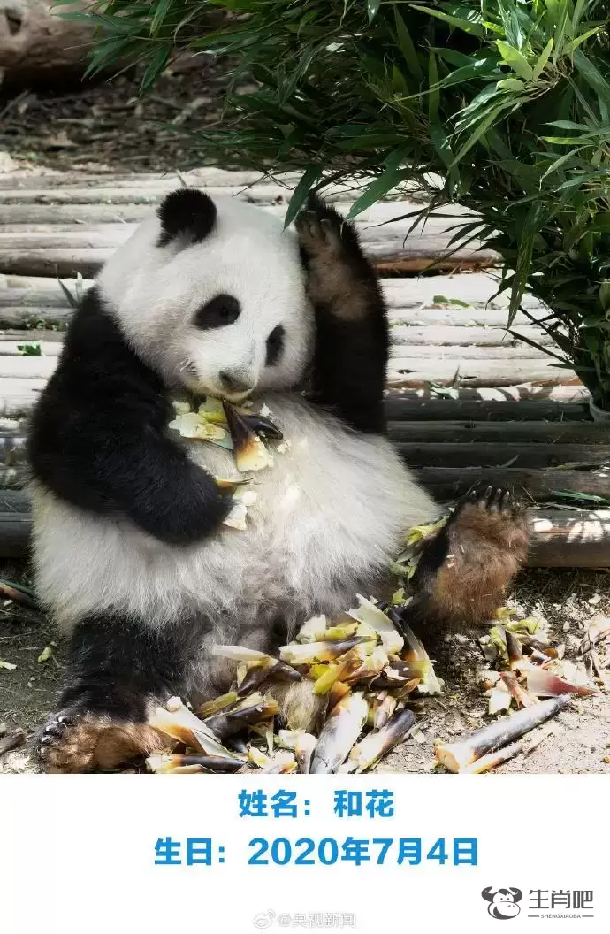 生日快乐！萌兰、花花、和叶今天生日插图1