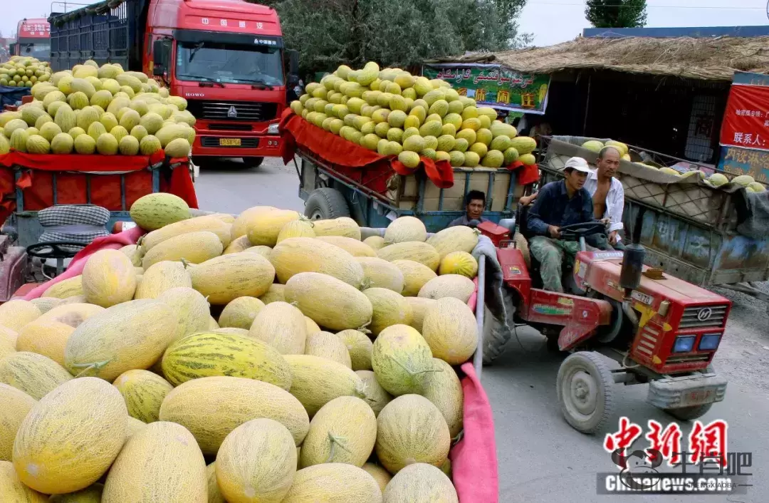 这种以城市命名的水果，蕴藏了怎样的“甜蜜”？插图4