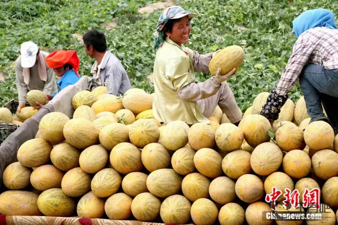 这种以城市命名的水果，蕴藏了怎样的“甜蜜”？插图5