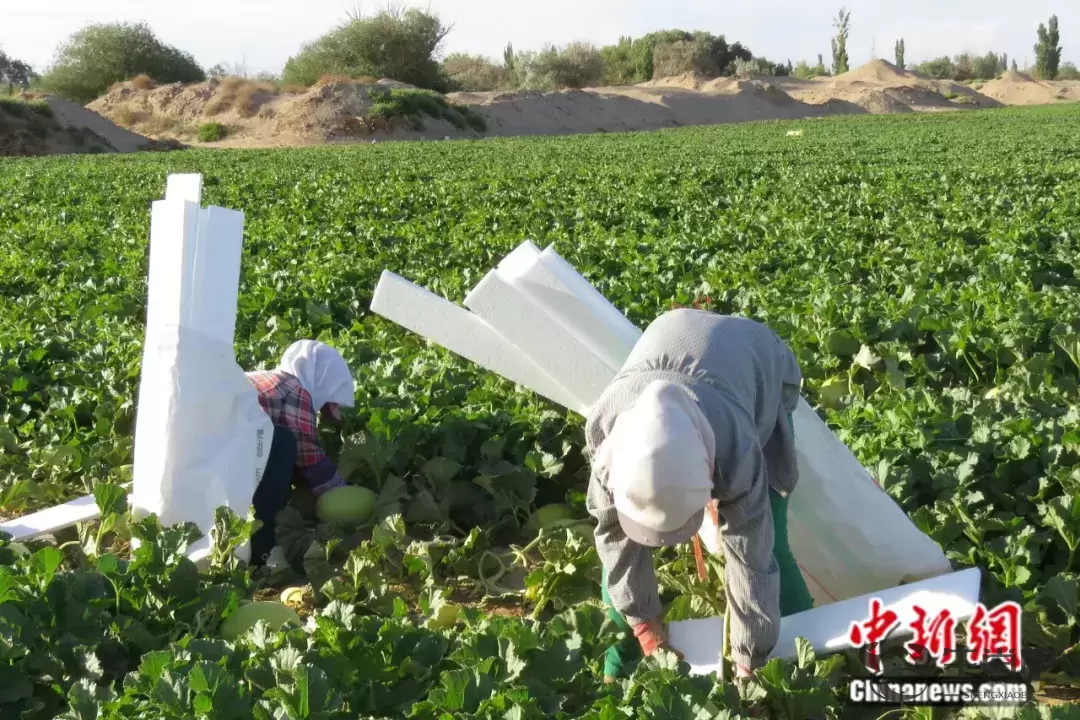 这种以城市命名的水果，蕴藏了怎样的“甜蜜”？插图7