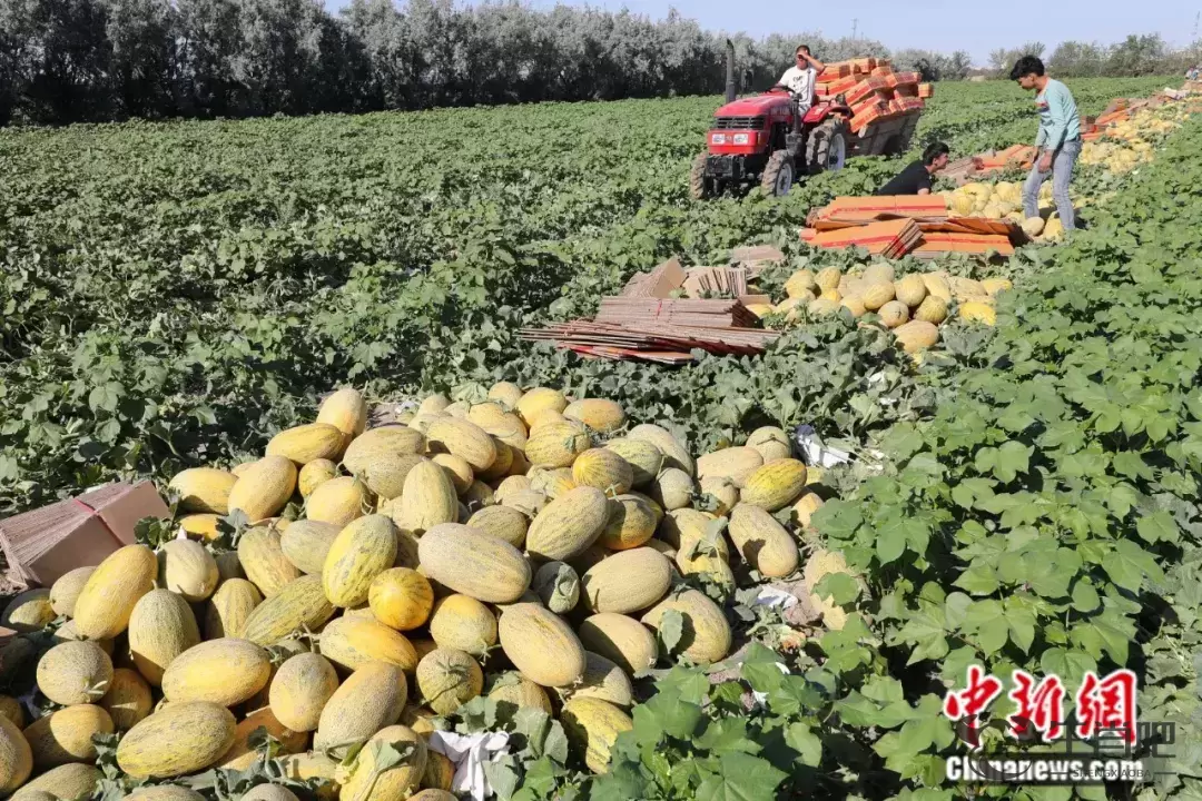 这种以城市命名的水果，蕴藏了怎样的“甜蜜”？插图8