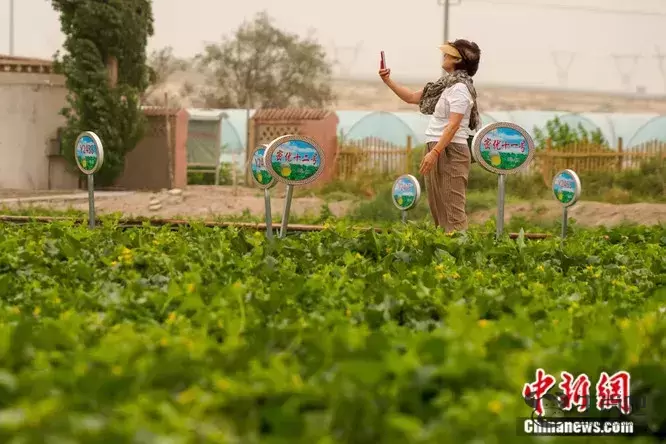 这种以城市命名的水果，蕴藏了怎样的“甜蜜”？插图12