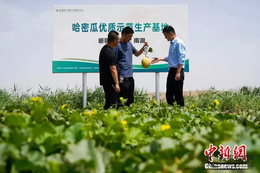 这种以城市命名的水果，蕴藏了怎样的“甜蜜”？插图22