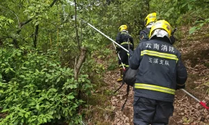 吓人！云南一村民上山捡菌，发现两条眼镜王蛇，还有六七十枚蛋缩略图