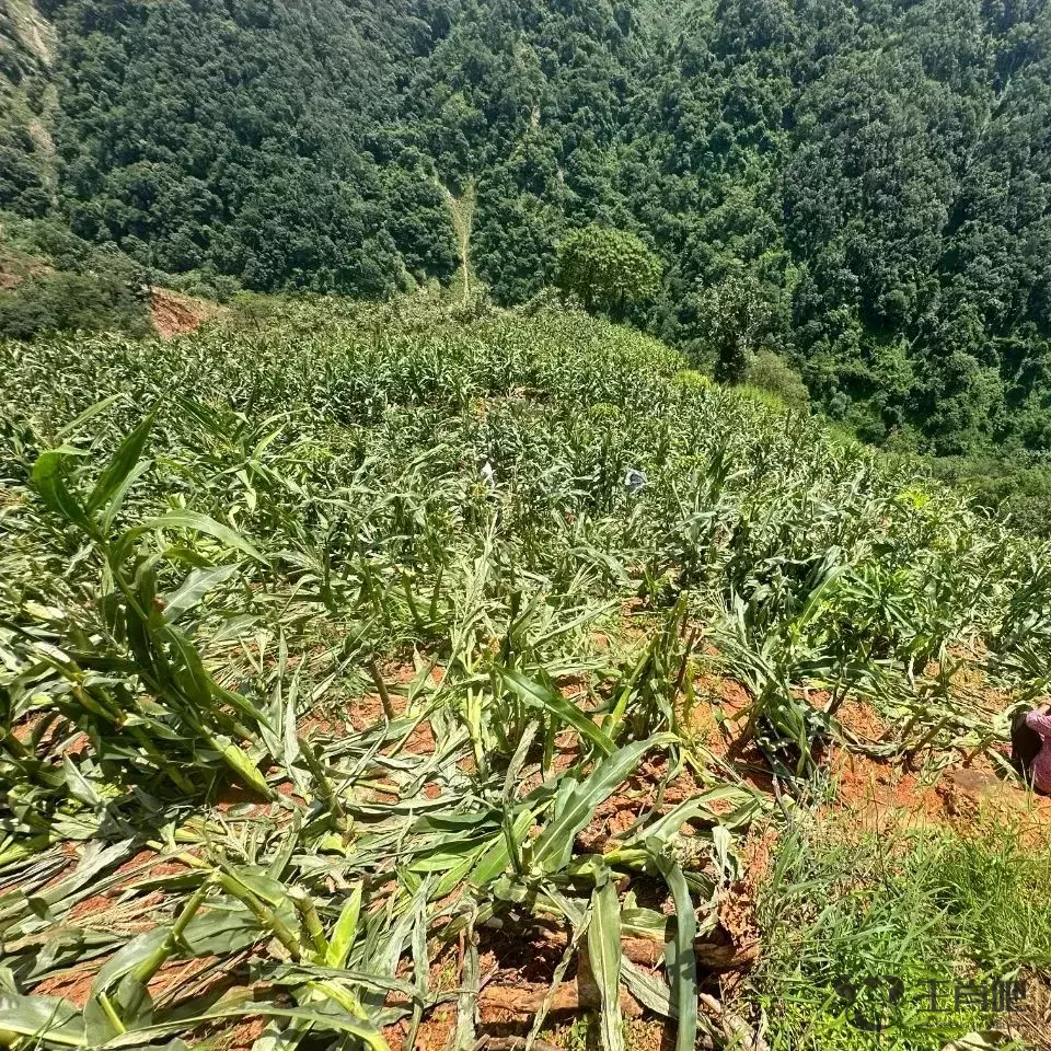 女子怒砍他人种植物被拘，原因令人唏嘘插图