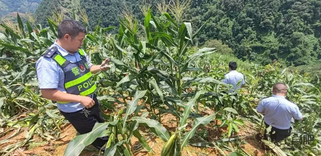 女子怒砍他人种植物被拘，原因令人唏嘘插图2