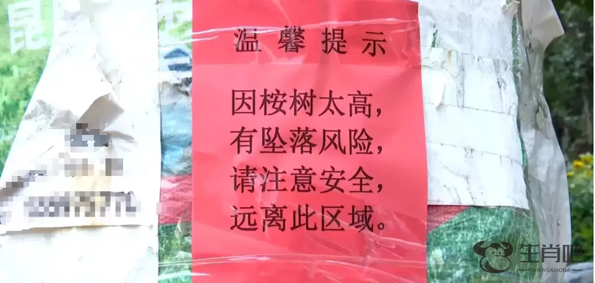 昆明盘龙区回应河边大树被砍掉枝叶：系高大乔木安全隐患整治插图1