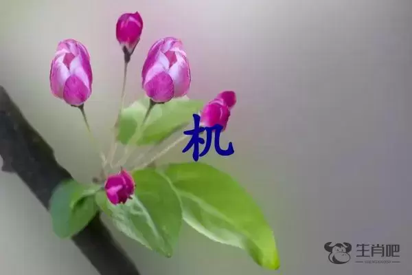 机字打一生肖（机字是什么生肖）插图