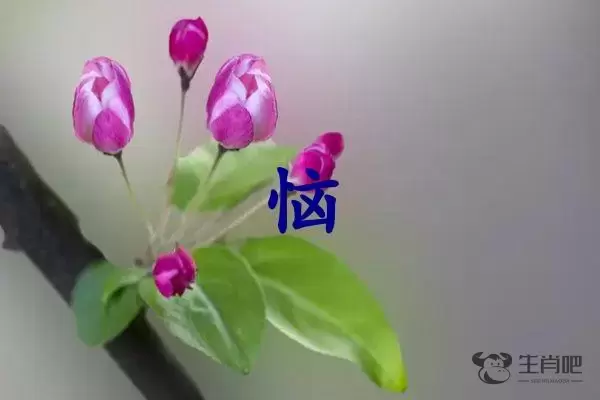 恼字打一生肖（恼字是什么生肖）插图