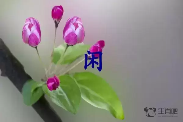 闲是什么生肖插图