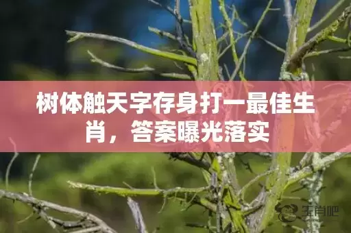 树体触天字存身打一最佳生肖，答案曝光落实插图