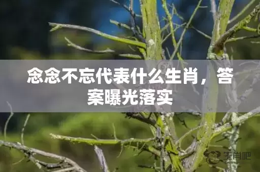 念念不忘代表什么生肖，答案曝光落实插图