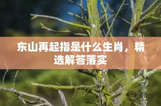 东山再起指是什么生肖，精选解答落实插图