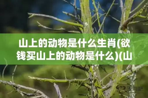 山上的动物是什么生肖(欲钱买山上的动物是什么)(山上称王是什么动物)插图