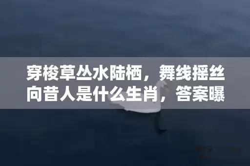 穿梭草丛水陆栖，舞线摇丝向昔人是什么生肖，答案曝光落实插图