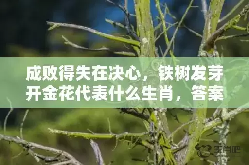 成败得失在决心，铁树发芽开金花代表什么生肖，答案曝光落实插图