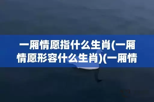 一厢情愿指什么生肖(一厢情愿形容什么生肖)(一厢情愿指什么生肖)插图