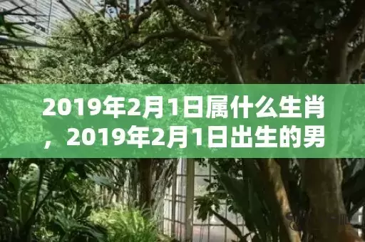 2019年2月1日属什么生肖，2019年2月1日出生的男宝宝起名，男孩如何起名？插图