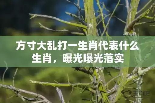 方寸大乱打一生肖代表什么生肖，曝光曝光落实插图