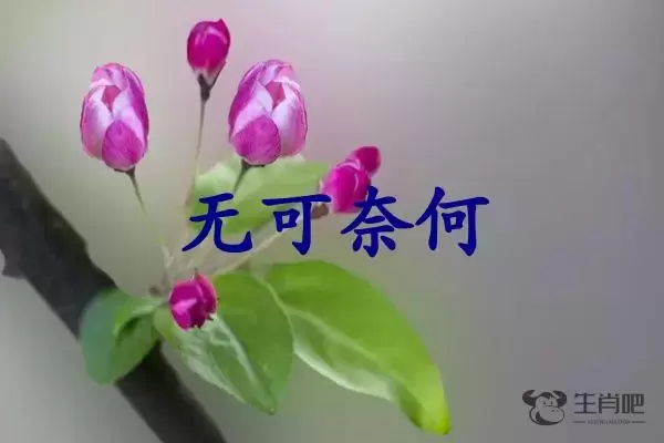 无可奈何是什么生肖插图