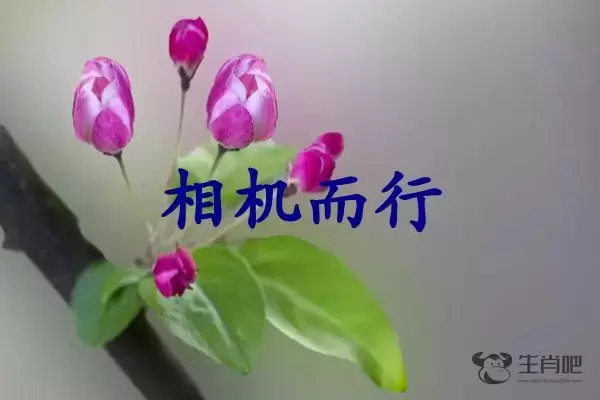 相机而行是什么生肖插图